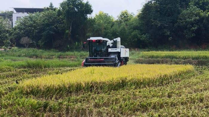 XR720跨區水稻機，高效作業促豐收