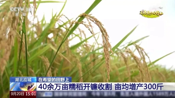 央視聚焦！徐工這臺“收稻神器”刷屏湖北田野